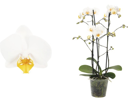 Orchidée phalaenopsis blanche FloraSelf Phalaenopsis hybride h 45-55 cm pot Ø 12 cm 3 panicules