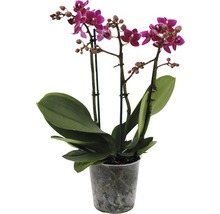 Orchidée papillon FloraSelf Phalaenopsis Hybride H 45-55 cm pot Ø 12 cm 3 panicules