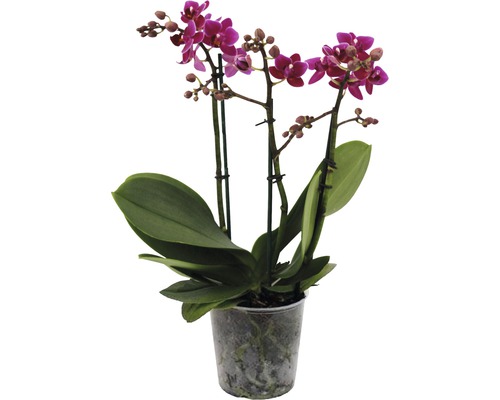 Orchidée papillon FloraSelf Phalaenopsis Hybride H 45-55 cm pot Ø 12 cm 3 panicules