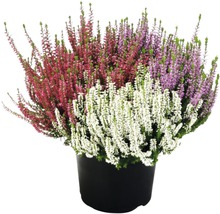 Plante de bruyère tricolore en pot