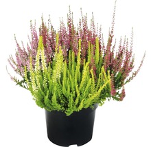 Callune en pot
