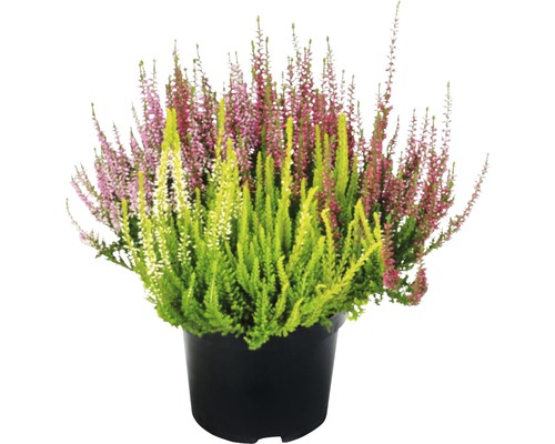 Callune en pot