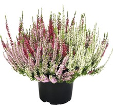 Bruyère d''automne en pot