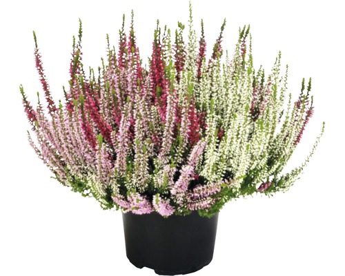 Bruyère d''automne en pot