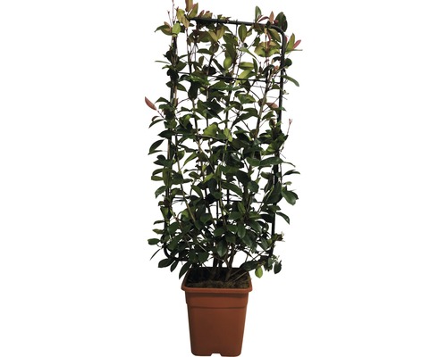 Im Bild ist eine Kletterpflanze mit Rankhilfe im Topf zu sehen.