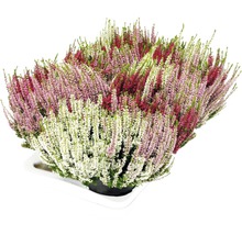 Calluna vulgaris Bruyère en pot