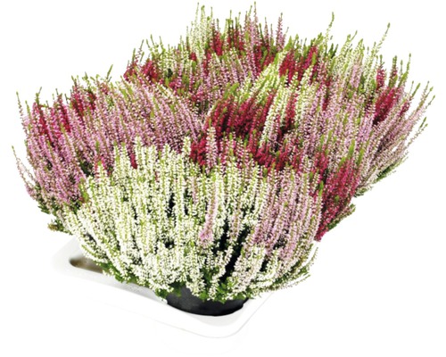 Calluna vulgaris Bruyère en pot