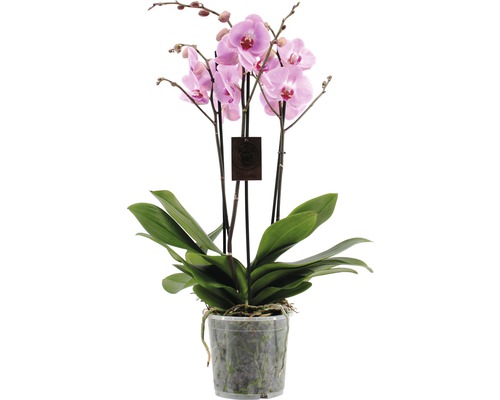 Orchidée papillon FloraSelf Phalaenopsis Hybride H 70-80 cm pot Ø 17 cm 4 panicules rose-lilas
