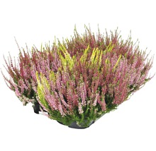 Bruyère commune en pot
