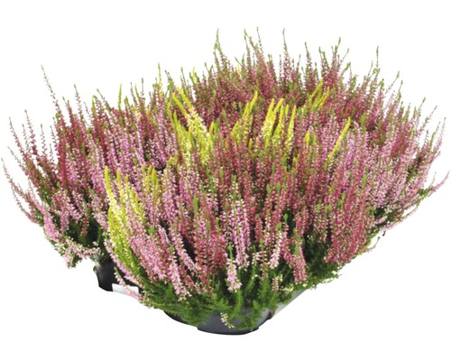 Bruyère commune en pot