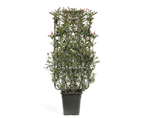 Diff. variétés de Photinie espalier FloraSelf Photinia x fraseri h110 x l50 cm Co 18 l, sélection aléatoire de variétés