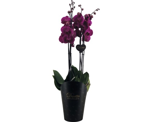 Pot avec des fleurs d''orchidées violettes