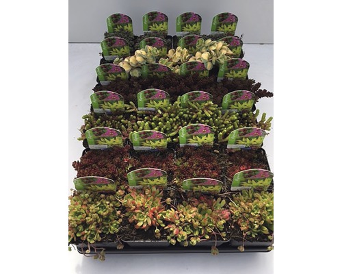 Plantes vivaces pour rocailles diff. variétés pot Ø 7 cm choix de variétés aléatoire Plateau avec différentes plantes de Sedum