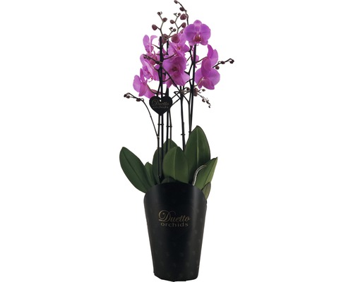 Plante Duetto Orchids avec fleurs lilas en pot