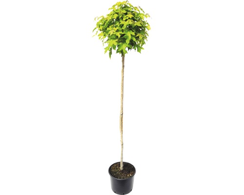 Liquidambar boule FloraSelf Liquidambar styraciflua "Gumball" haute tige env. 180 cm hauteur totale env. 240 cm Co 20 l-0