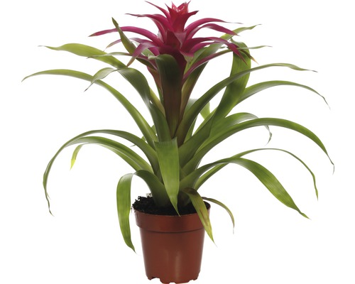 Broméliacée FloraSelf Guzmania x Hybride 'Deseo Pink' H 45x55 cm pot Ø 12 cm-0