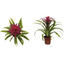 Broméliacée FloraSelf Guzmania x Hybride 'Deseo Pink' H 45x55 cm pot Ø 12 cm-thumb-3
