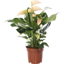 Anthurium dans un pot