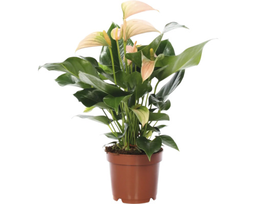 Anthurium dans un pot