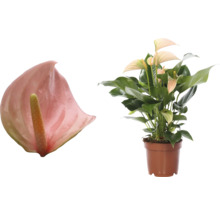 Anthurie en pot et fleur d''Anthurium