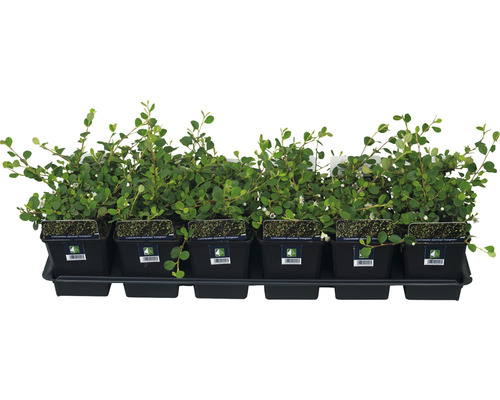 Zwergmispel FloraSelf Cotoneaster dammeri 'Evergreen' H 10-15 cm Ø 9 cm Topf