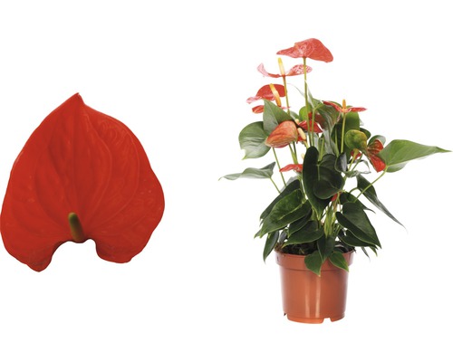 Flamingoblume im Topf und einzelne Blüte