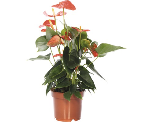 Langue de feu FloraSelf Anthurium x Hybride 'Sierra Red' H 25-35 cm pot Ø 12 cm
