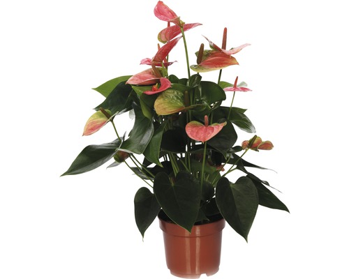 Langue de feu FloraSelf Anthurium x Hybride 'Sweetdream' H 30-40 cm pot Ø 12 cm