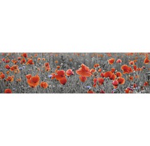 Champ de coquelicots avec des fleurs rouges