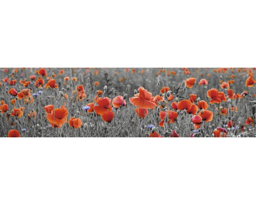 Küchenrückwand mySpotti Splash Poppy Blumen 2200 x 600 mm SP-F1-1257