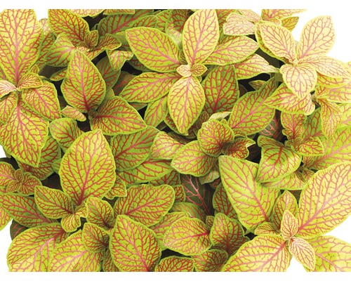 Fittonia FloraSelf Fittonia verschaffeltii 'Skeleton' H 15-17 cm pot de Ø 12 cm Fittonia à feuilles vertes et nervures rouges