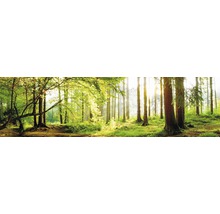 Scène de forêt avec des arbres et la lumière du soleil