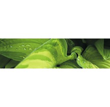 Gros plan de feuilles d''hosta avec des gouttes d''eau