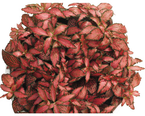 Fittonia FloraSelf Fittonia verschaffeltii 'Forest Flame' pot de 12 cm