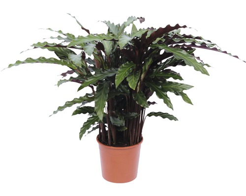 Marante FloraSelf Calathea rufibarba 'Elger Grass' pot de 14 cm