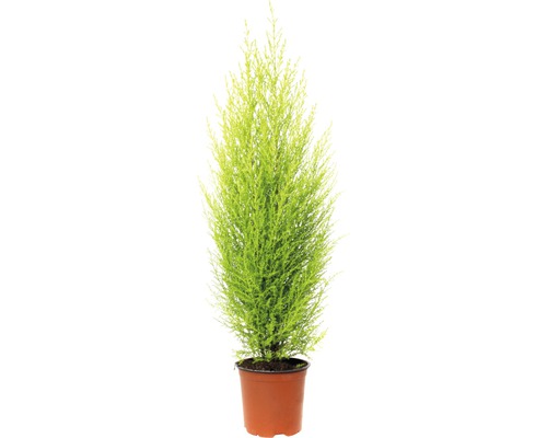 Zimmerzypresse FloraSelf Cupressus macrocarpa ‘Goldcrest Wilma’ H 65-80 cm Ø 14 cm Topf