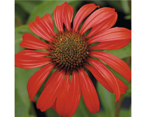 Nahaufnahme einer einzelnen, roten Sonnenhutsblüte.