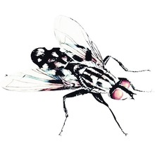 Fliege