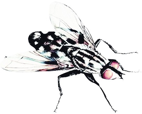 Fliege
