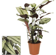 FloraSelf Calathea ornata pot de 19 cm