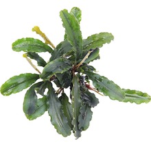 Bucephalandra à feuilles ondulées - Bucephalandra pygmaea 'Bukit Kelam' pot