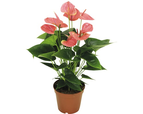 Anthurium en pot avec des fleurs roses