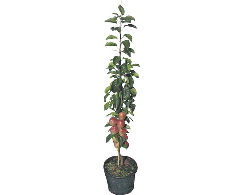 Apfelbaum im Topf mit Früchten und Blättern