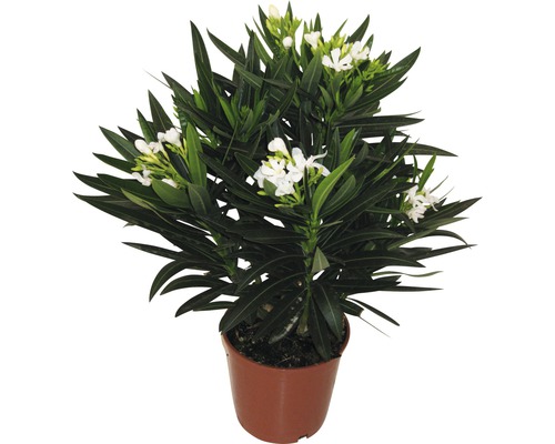 Laurier-rose blanc FloraSelf Nerium oleander h 30-40 cm Ø de pot 17 cm