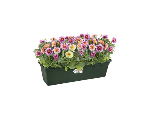 Dahlien in einem Blumenkasten