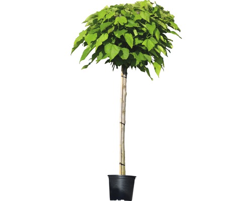 Catalpa boule en pot