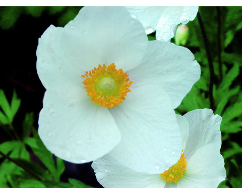 Nahaufnahme einer weißen Wald-Windröschen-Blume mit gelbem Zentrum