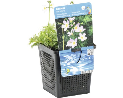 Hottonie des marais en pot, une plante oxygénante pour bassins