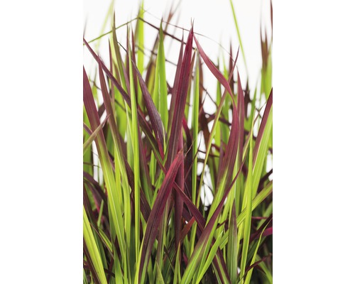 Herbe ornementale avec des feuilles vertes et rouges