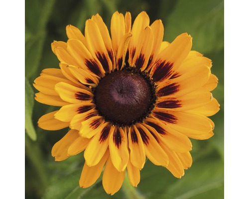 Nahaufnahme einer Rudbeckia Blüte